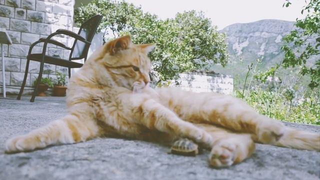 猫と亀とクラシック♪ヴァイオリンと癒し猫動画でリラックス！CAT&VIOLIN でおうちで猫旅♪