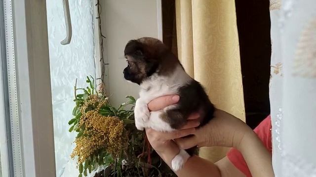 Камилла чихуахуа дочь,длинница Космоса и Императрицы Кастропуло, продажа 89787458062 доставка