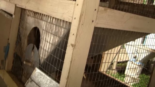 Устройство минифермы Цветкова