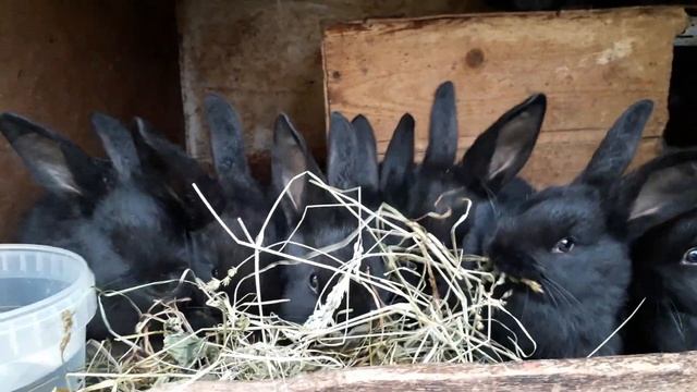 Как правильно выбрать крольчонка,когда вы покупаете.     Тонкости  при покупке???