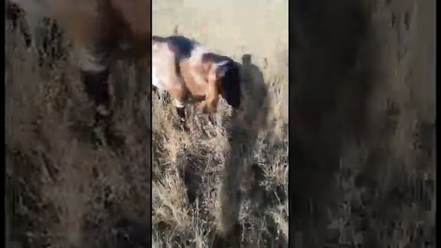 Англо-нубийский козёл Джон