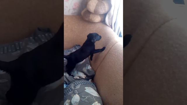 Маленький Лабрик