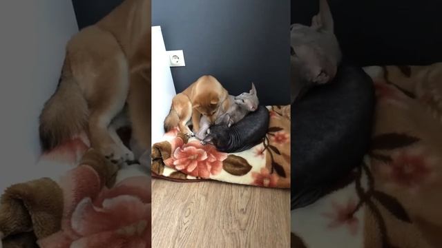 Уживаются ли коты породы сфинкс с собаками породы Сиба-ину?