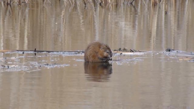 Ондатра ужинает