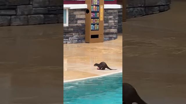 ЭКОАКТИВИСТЫ в ДЕЛЕ | и без помощи людей всй Окей:)