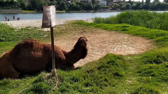 Чумчук Арал Парк культуры и отдыха Таджикистан Ленинабад Худжанд 2020