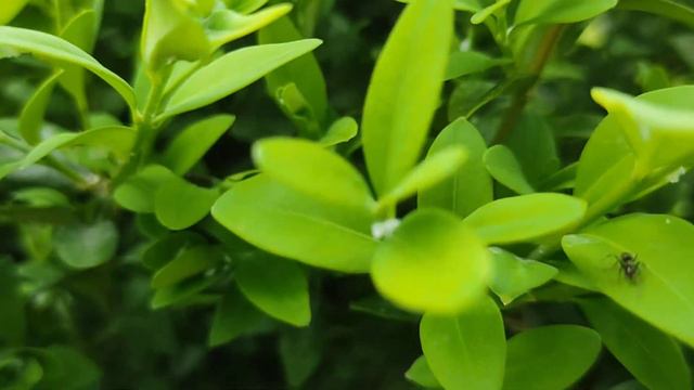 молоденький самшит