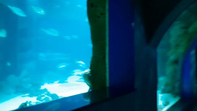 Влогмас #19 //1 день в Москве//Поход в Москвариум// Поход на смотровую площадку//Шопинг//Мои покупк