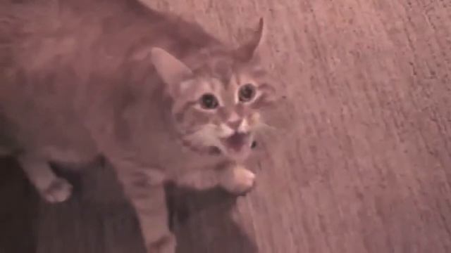 Кот мусульманин не пускает американца в туалет.mp4