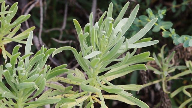 Sea Lavender (Heliotropium Gnaphalodes) [4KUHD] | Threatened Thursday