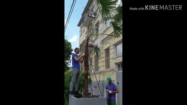 Пальмы появились на улицах  города Ростова на Дону