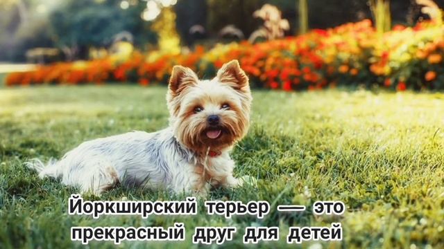 Йоркширский терьер. Все о породе Йорк.