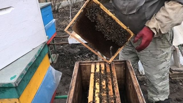 Запредельная влажность в гнезде пчел, срочно меняю утепление и переношу гнездо пчел в новый корпус.