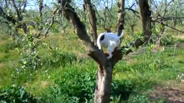 Parson Russell Terrier/ Парсон рассел терьер
