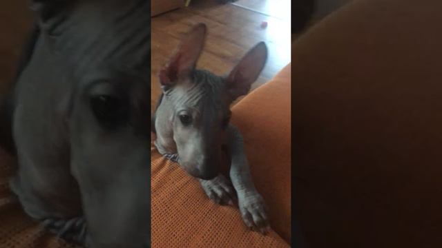 Наш Космос# щенок ксолоитцкуинтли