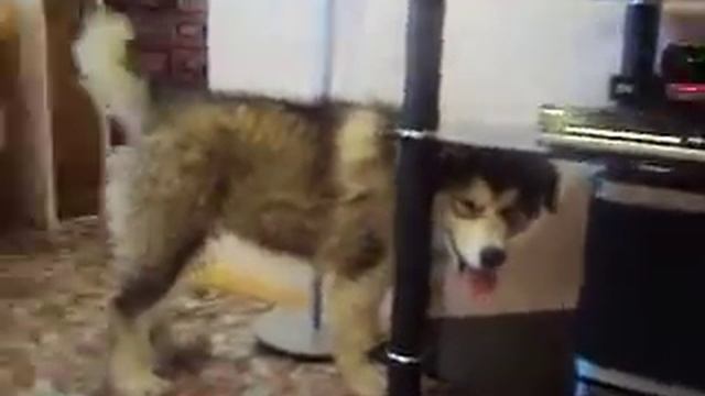 Маламут Зорро играет