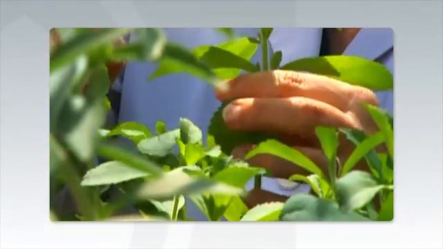 Learn About Stevia - Global Stevia Institute