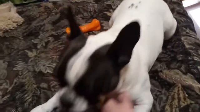 Плюша 10.03.20 (2) Французский бульдог. Домашняя передержка