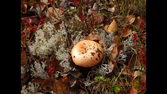 Мурманск. Сопки. Поход по Серебрянке.