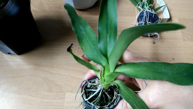 Orchid Haul Unboxing From Schwerter