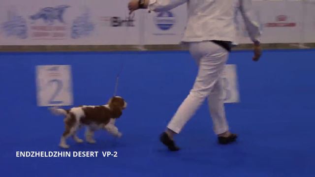 WDS-2016 Moscow CKCS Male Baby Class Judge Terenteva L