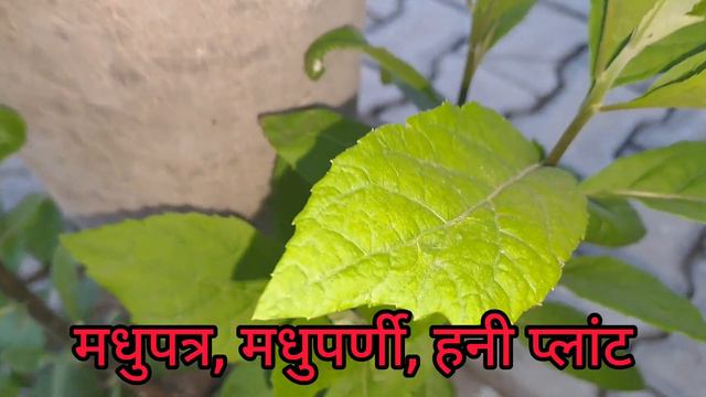 Stevia Cultivation, Care And Management, Benefits And Drawbacks, Sowing And Propagation, Tip & Tric