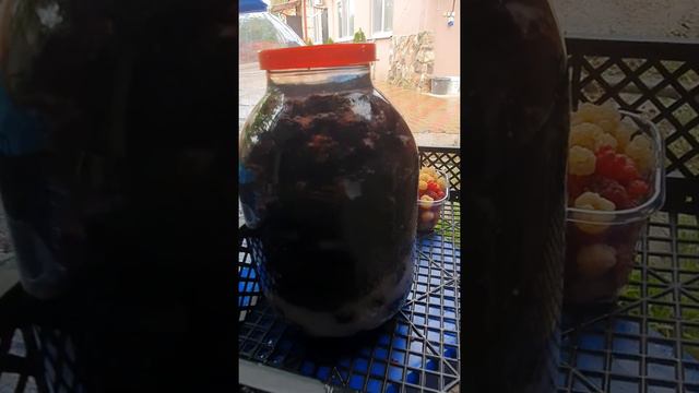 Ежевика безотходный продукт, царьский напиток своими руками )