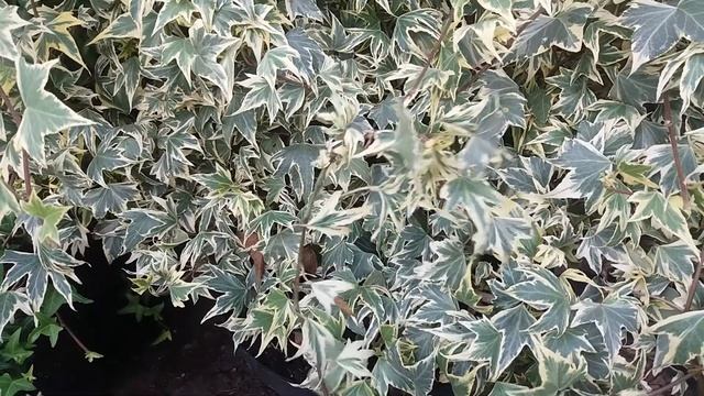 Плющ звичайний Hedera helix Golden Mathilde 