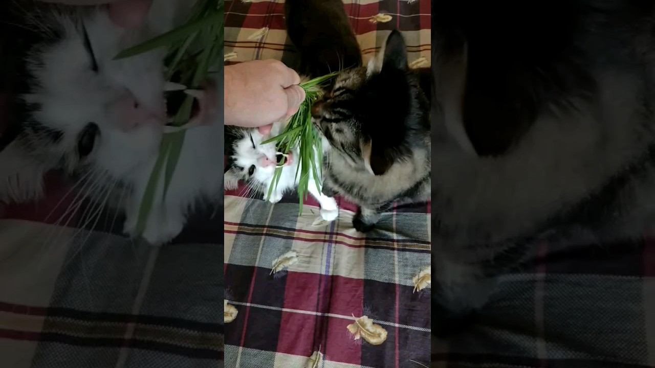 Когда посадил микрозелень для котов.  #cat #кошка #микрозелень #домашниекошки #猫 #kedi