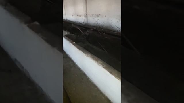 Все что осталось от корпусов в поселке Советский МТФ