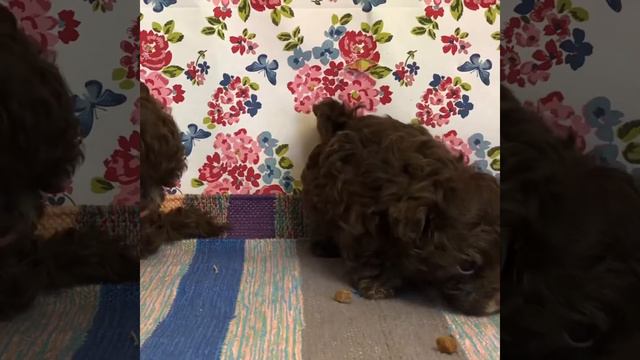 Русская цветная болонка. Мальчик и девочка родились 22.05.19