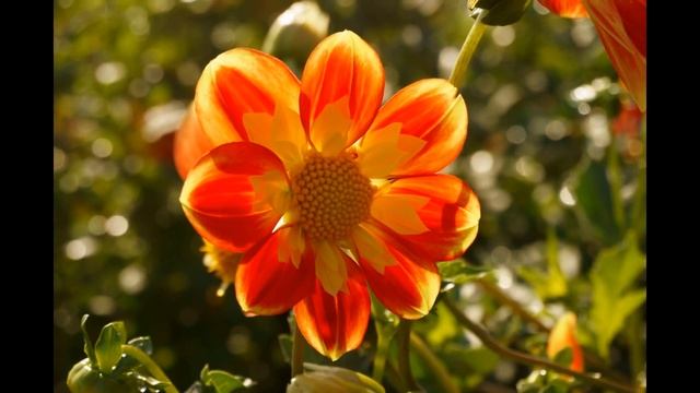 Dahlia In Canby Oregon 2015 (Sony Nex 6)