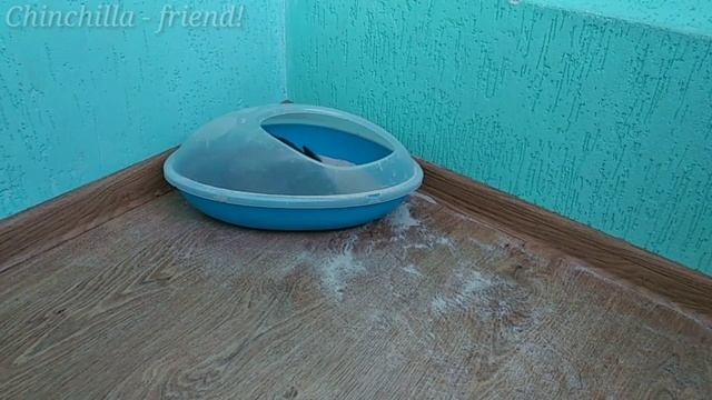 Пищеварительная система шиншиллы!