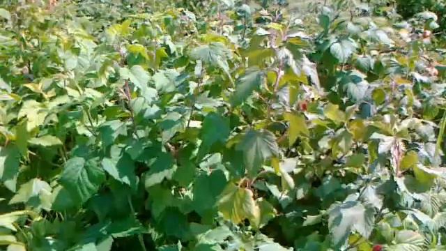 Для начинающих садоводов. Черная смородина. Увеличиваем  урожайность кустов.