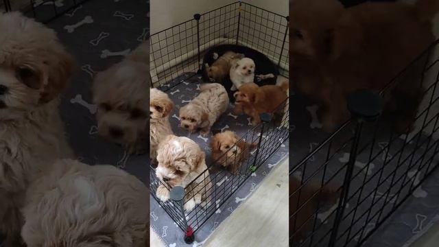 Мальтипу ф1 ☎️89160217913 Виктория. 🐕💞🤩Ссылка на Телеграм канал в комментариях!!!