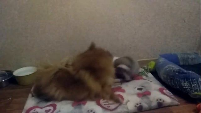 Маленькая чишка Эбби и шпиц Туна