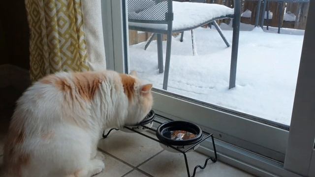 ПЕРВЫЙ СНЕГ ☃ Зимняя сказка в Нью-Брансвик - ЗИМА В АТЛАНТИЧЕСКОЙ КАНАДЕ Saint John - New Brunswick