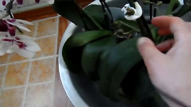 Как правильно поливать орхидею