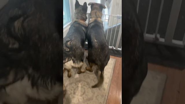 Going Home To Dogs Is The Best!🥹🥹🥹💖💖💖🐶🐶🐶😃😃😃 #dogs #sweet #puppy #pupplylove #happiness