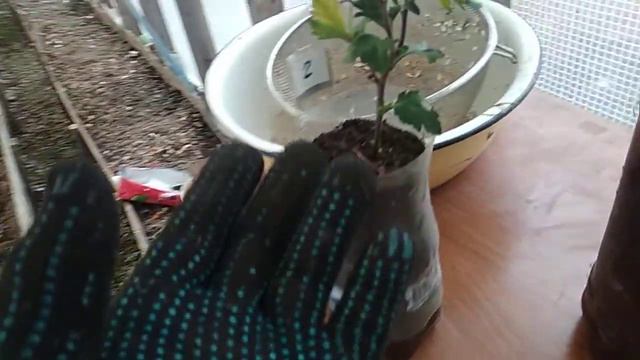 Хризантемы. Заношу домой 13 ноября.