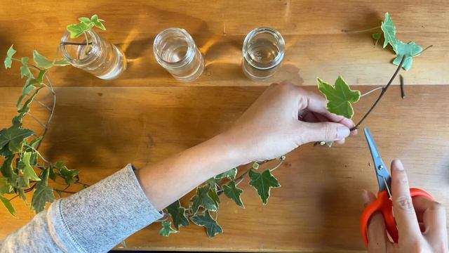 English Ivy Propagation