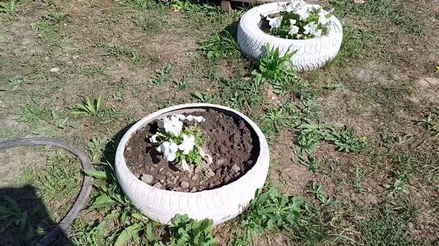 VLOG АВГУСТА// ЗАГОТОВКИ🍒//МОИ ЦВЕТНИКИ🌸🌿//ПЕТУНИИ ОБЛЫСЕЛИ//НЕ ХОЧУ В ШКОЛУ😭