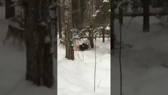 Охота с Лайками