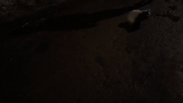 Пора начинать бегать с Тайсоном😁/Пробежки с собакой