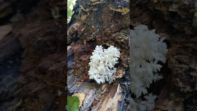 гриб ежовик коралловидный