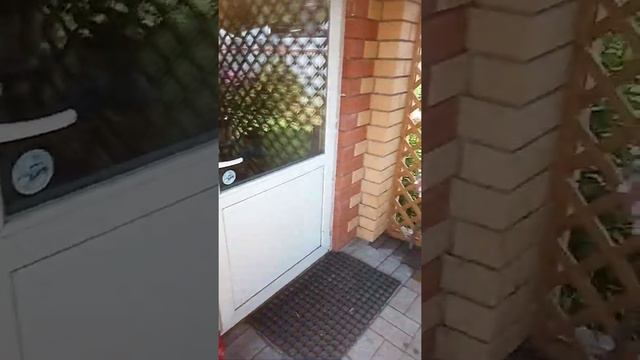 Красивое летнее утро! Петунии и герани очень радуют! 🤗🌺🌺🌺🥰