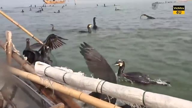 इंसान के लिए मछली पकड़ने वाले जानवर। ANIMALS THAT HELP HUMANS FOR FISHING.