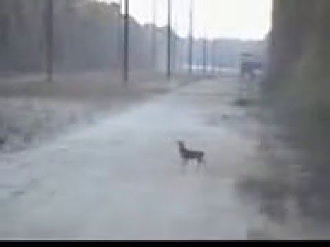 Олень с железными яйцами или совсем без мозгов