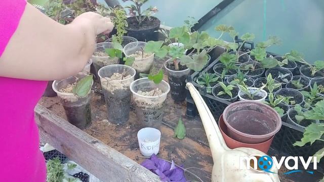 Черенкую клематис. Хвастаюсь колеусом.