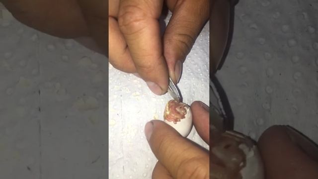 Рождение кореллы, попугай вылупился